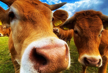 Eseye helps Precision Animal Solutions to Improve Cattle Disease Identification by 27%