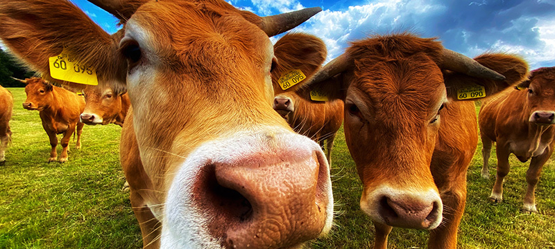 Eseye helps Precision Animal Solutions to Improve Cattle Disease Identification by 27%