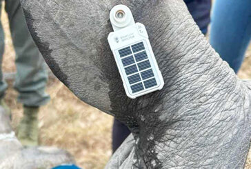 Globalstar Satellite IoT Technology is Helping to Safeguard Africa’s Rhinos and Other Endangered Species