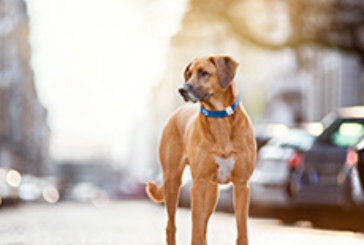 Orange Business Services provides reassurance for pet owners with IoT connectivity for Tractive’s pet wearables and tracking devices